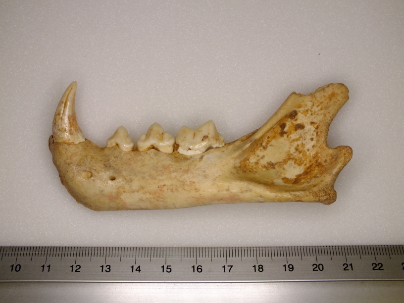 A lower jaw of a lynx. It is yellow in colour, and is roughly 10 cm in length.